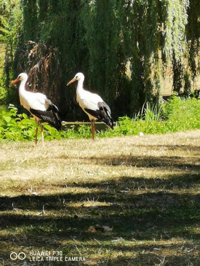 Au Nid De Cigogne Avec Garage A Kaysersberg Kültér fotó